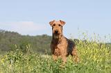 AIREDALE TERRIER 015